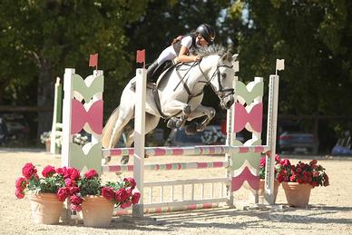 Pony agonistico alto profilo