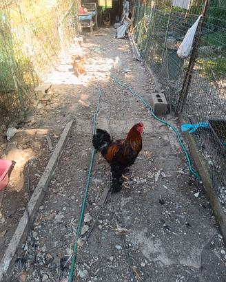 Galline