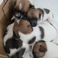 Cuccioli Jack russell