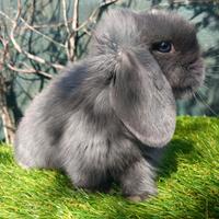 Mini Lop