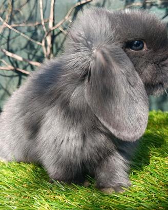 Mini Lop