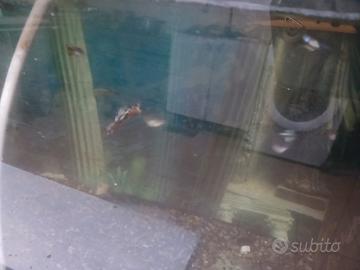 Pesci guppy e acquario grande leggi