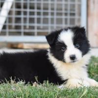 Border collie