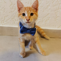 STUPENDO Gattino rosso maschio giocherellone 3mesi