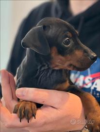 Pinscher nano maschietto