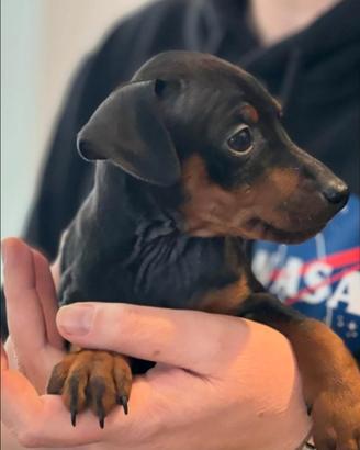 Pinscher nano maschietto