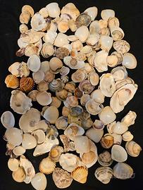 Conchiglie marine per bricolage 4