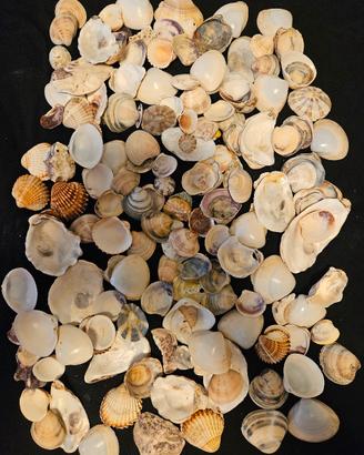 Conchiglie marine per bricolage 4