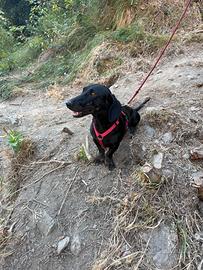 Bassotto nero a pelo raso