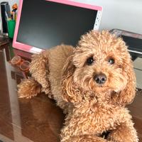 Barboncino maschio X accoppiamento