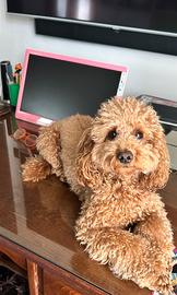 Barboncino maschio X accoppiamento