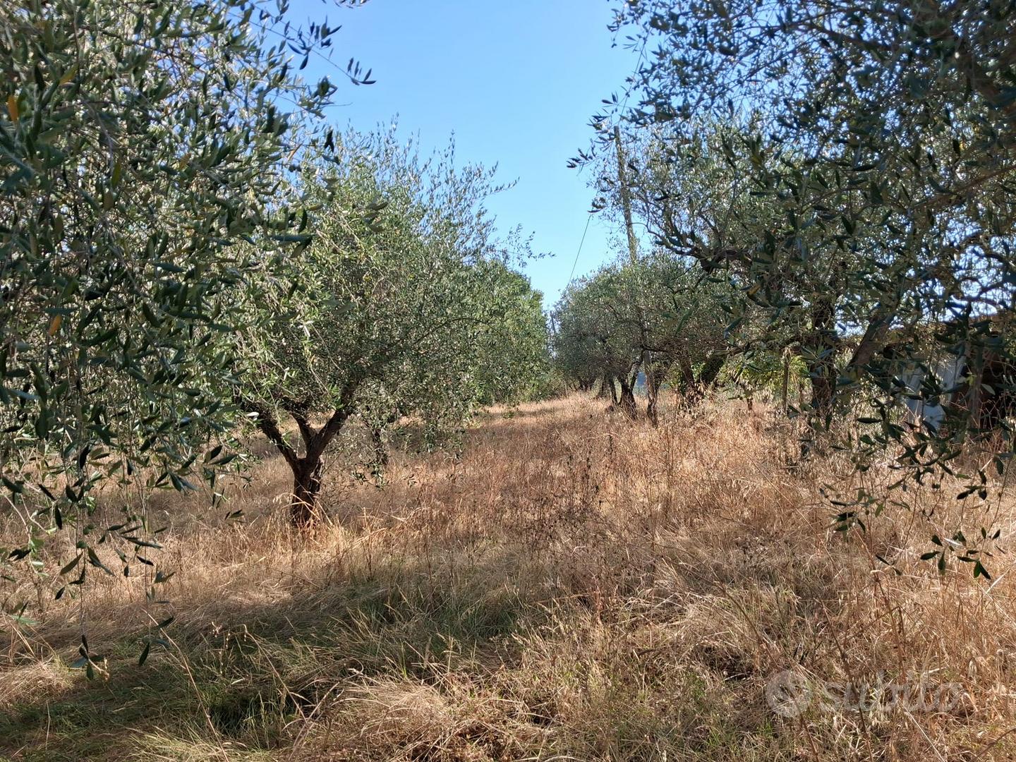 Terreni con olivi ed annesso agricolo - Vista 4