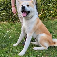 Akita inu per monta