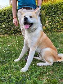 Akita inu per monta