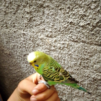Coccorita addestrato