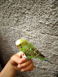 Coccorita addestrato