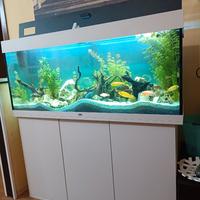 Acquario nuovo 1 mese di vita integro