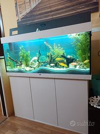 Acquario nuovo 1 mese di vita integro