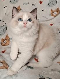 Cucciola Ragdoll con pedigree