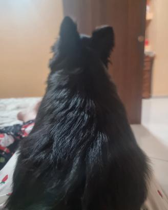 Chiwuawua
