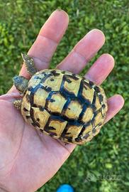 Tartarughe di terra HB Yelow