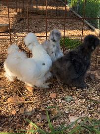 Animali ornamentali galline moroseta e altre razze