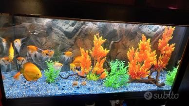 Pesci discus e pesci scalari e acquario