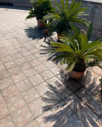 Cycas