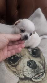 Cucciolo chihuahua maschio