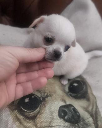 Cucciolo chihuahua maschio