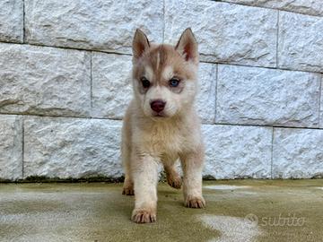 Siberian Husky