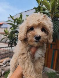 Maltipoo mini femmina