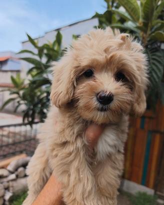 Maltipoo mini femmina