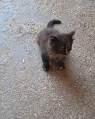 Regalasi gattini