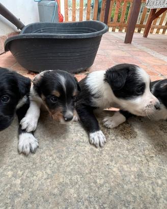 Ragalo cuccioli