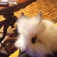 Conigli testa di leone