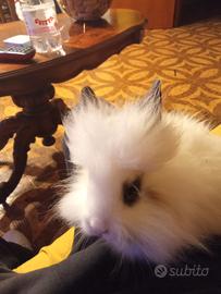 Conigli testa di leone