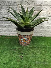 ALOE SAPONARIA 