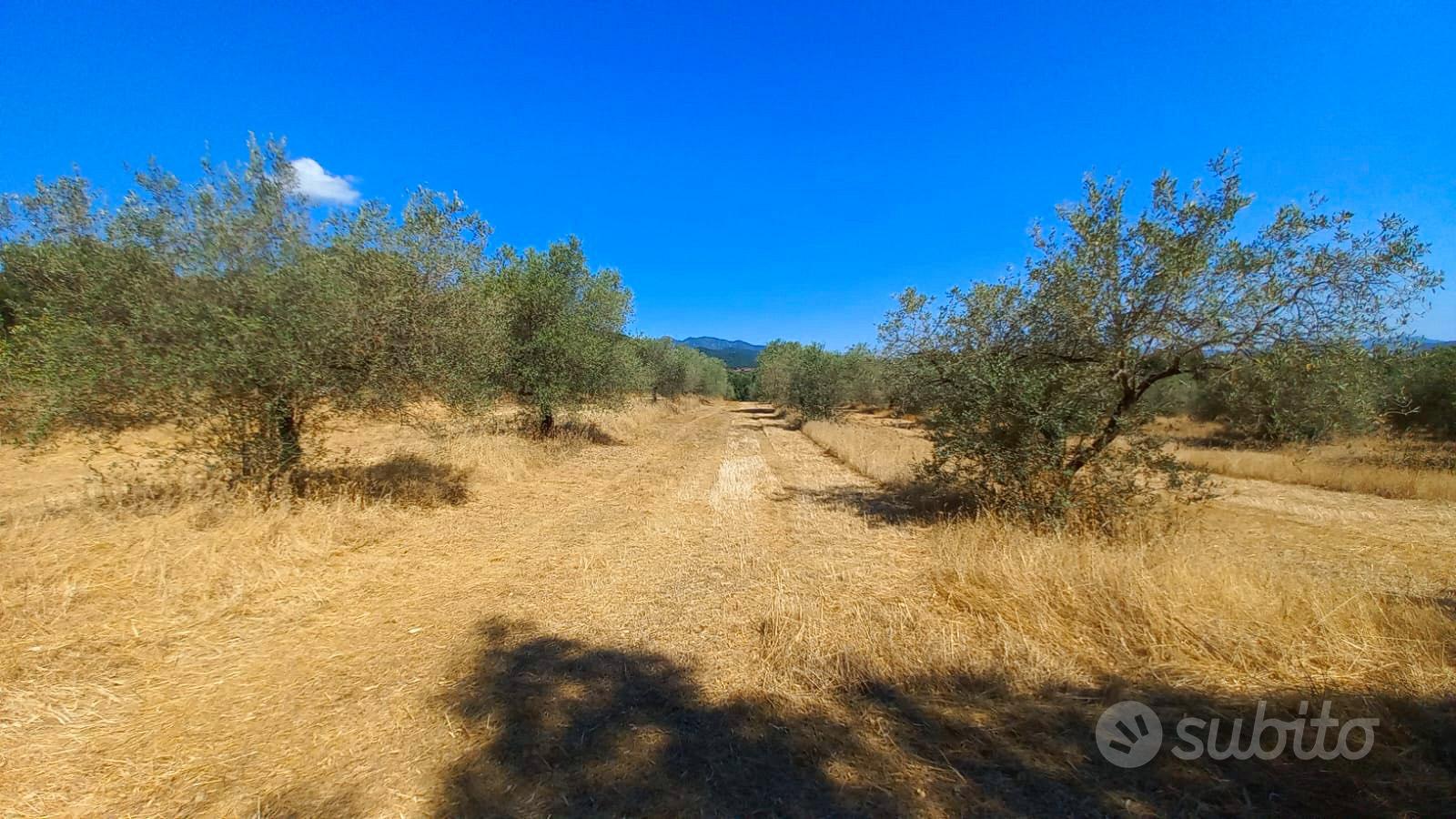 Terreno agricolo con ulivi e querce secolari - Vista 5