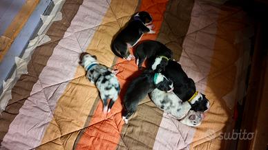 Cuccioli pastore australiano con pedegree