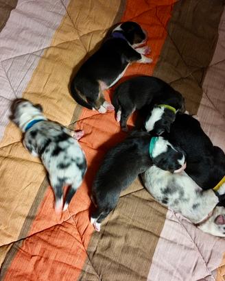 Cuccioli pastore australiano con pedegree