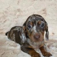 Cuccioli bassotti merle M e F