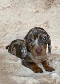 Cuccioli bassotti merle M e F