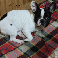 Bulldog francese x accoppiamento