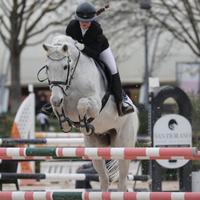 Cavallo da salto ostacoli