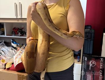 Boa Constrictor maschio 2022