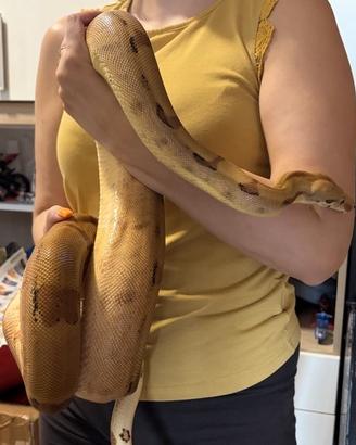 Boa Constrictor maschio 2022