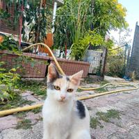 ?Cuccioli in adozione?