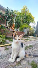 ?Cuccioli in adozione?