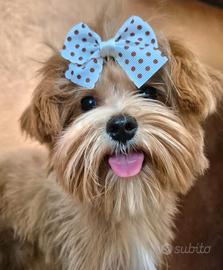 Cucciola di Maltipoo